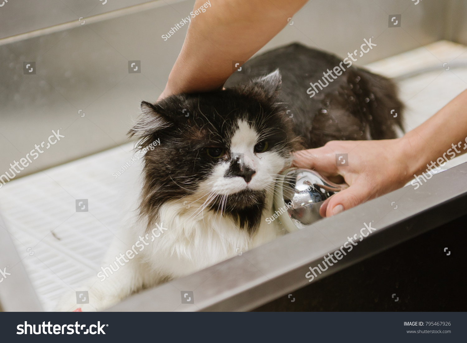 professional cat grooming