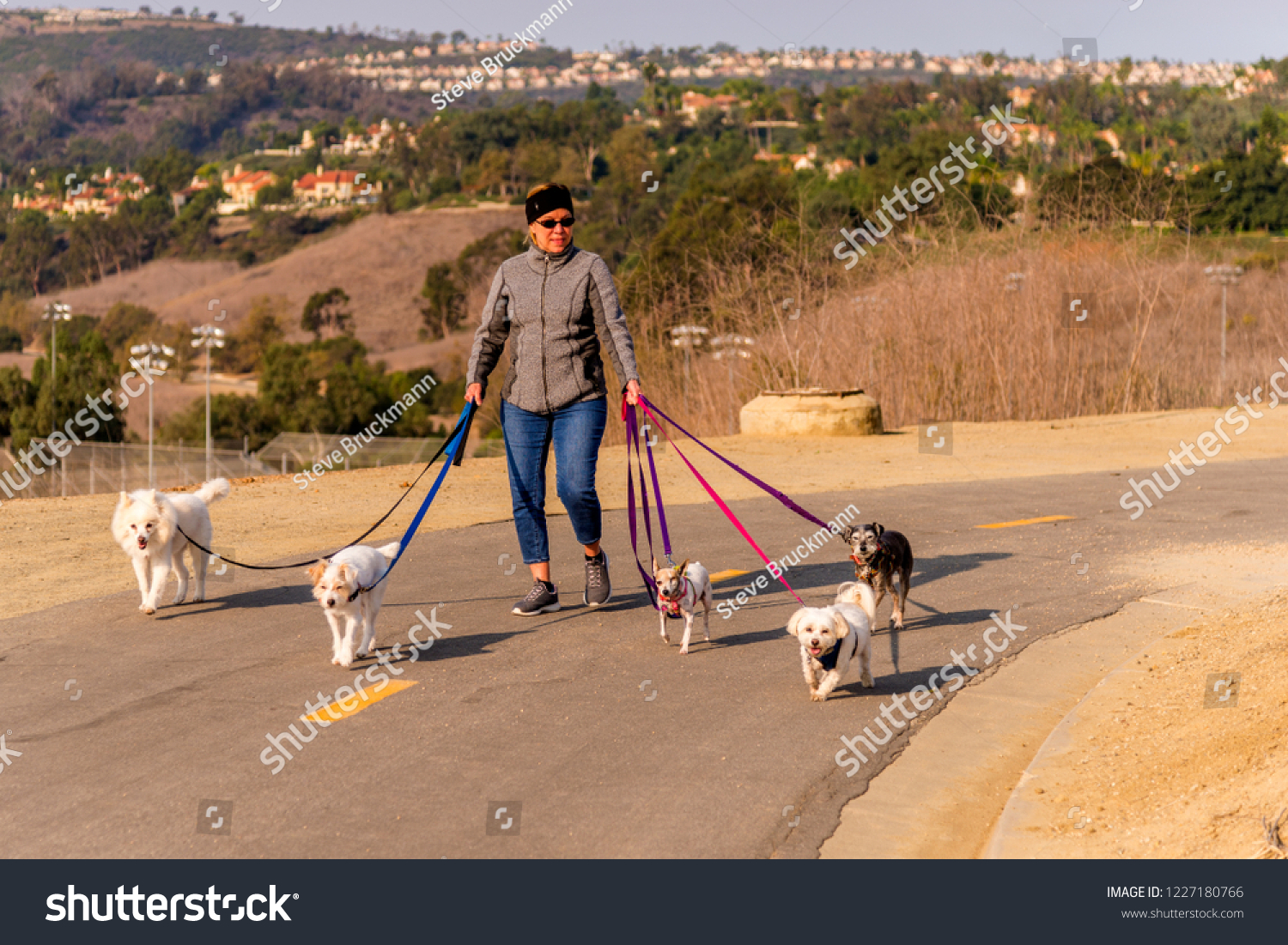 small dog walker