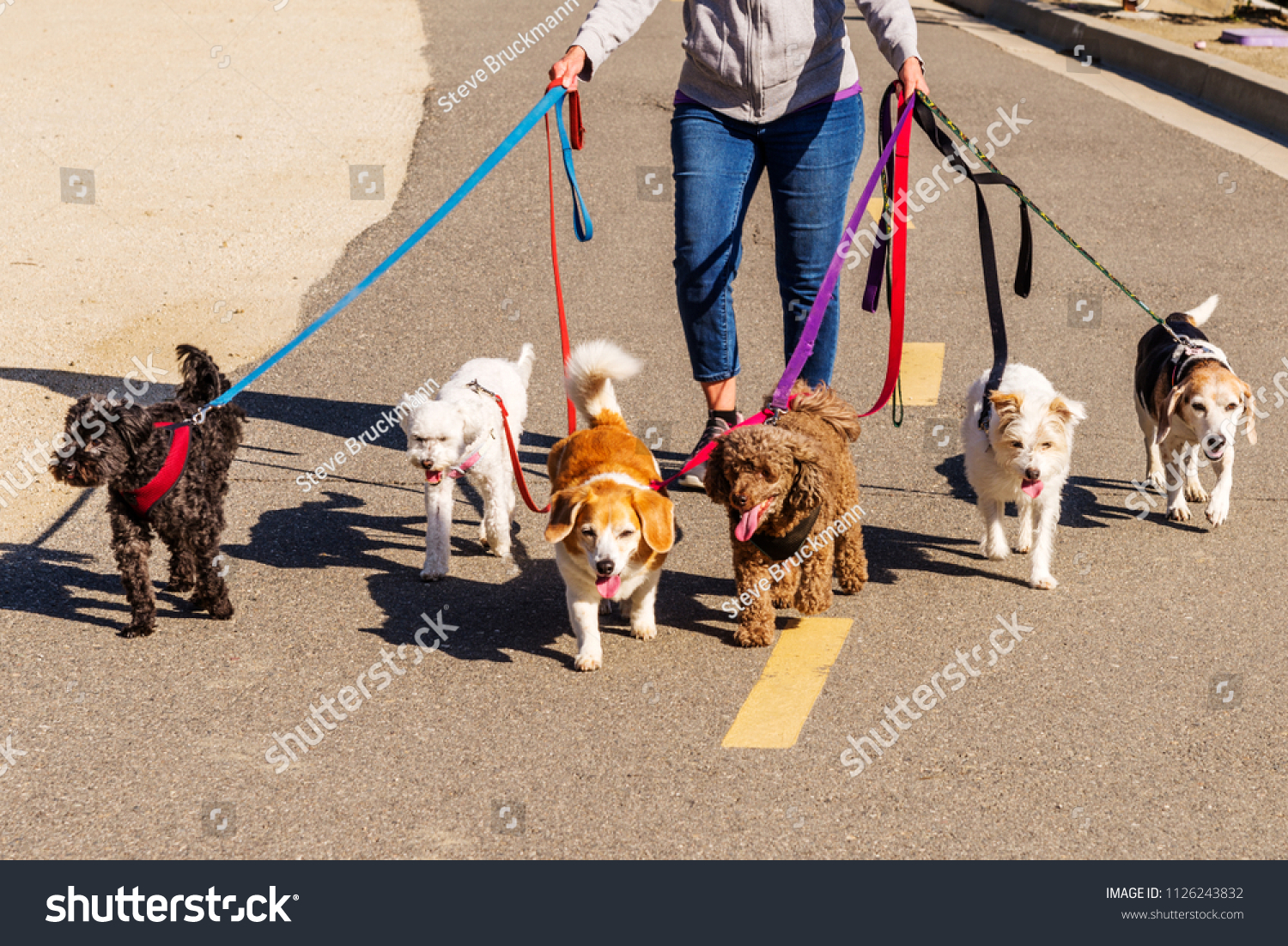 dog packs for small dogs