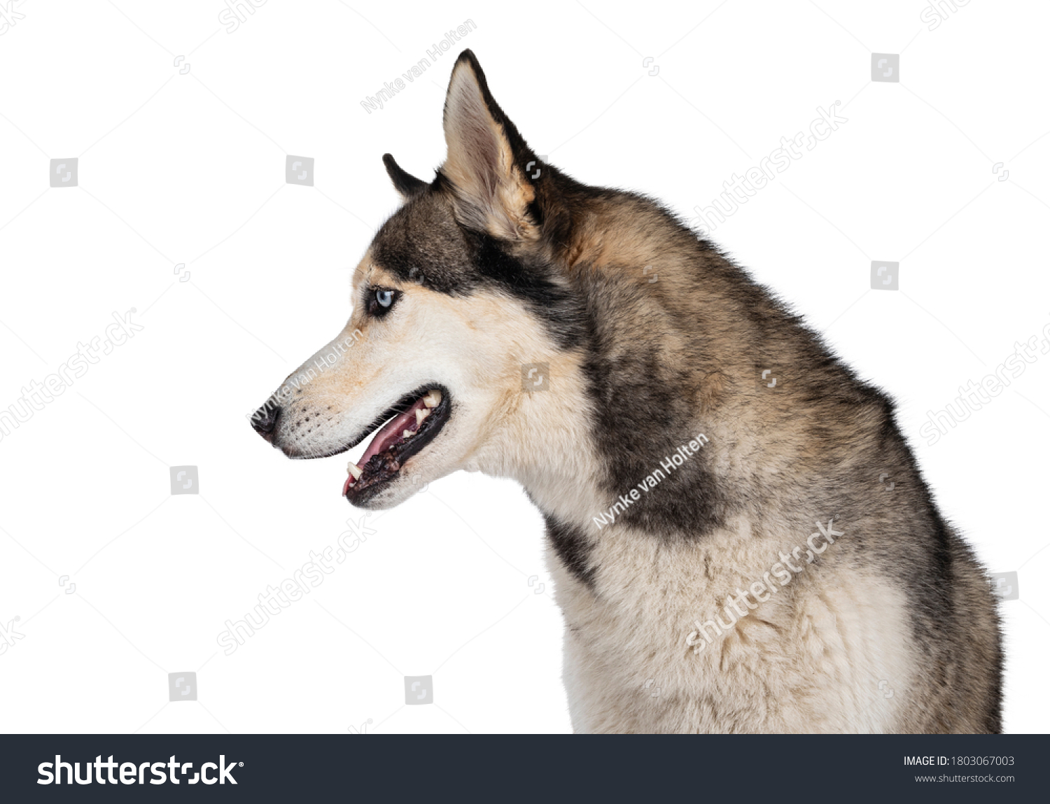 14,681 Dog side profile Images, Stock Photos & Vectors | Shutterstock