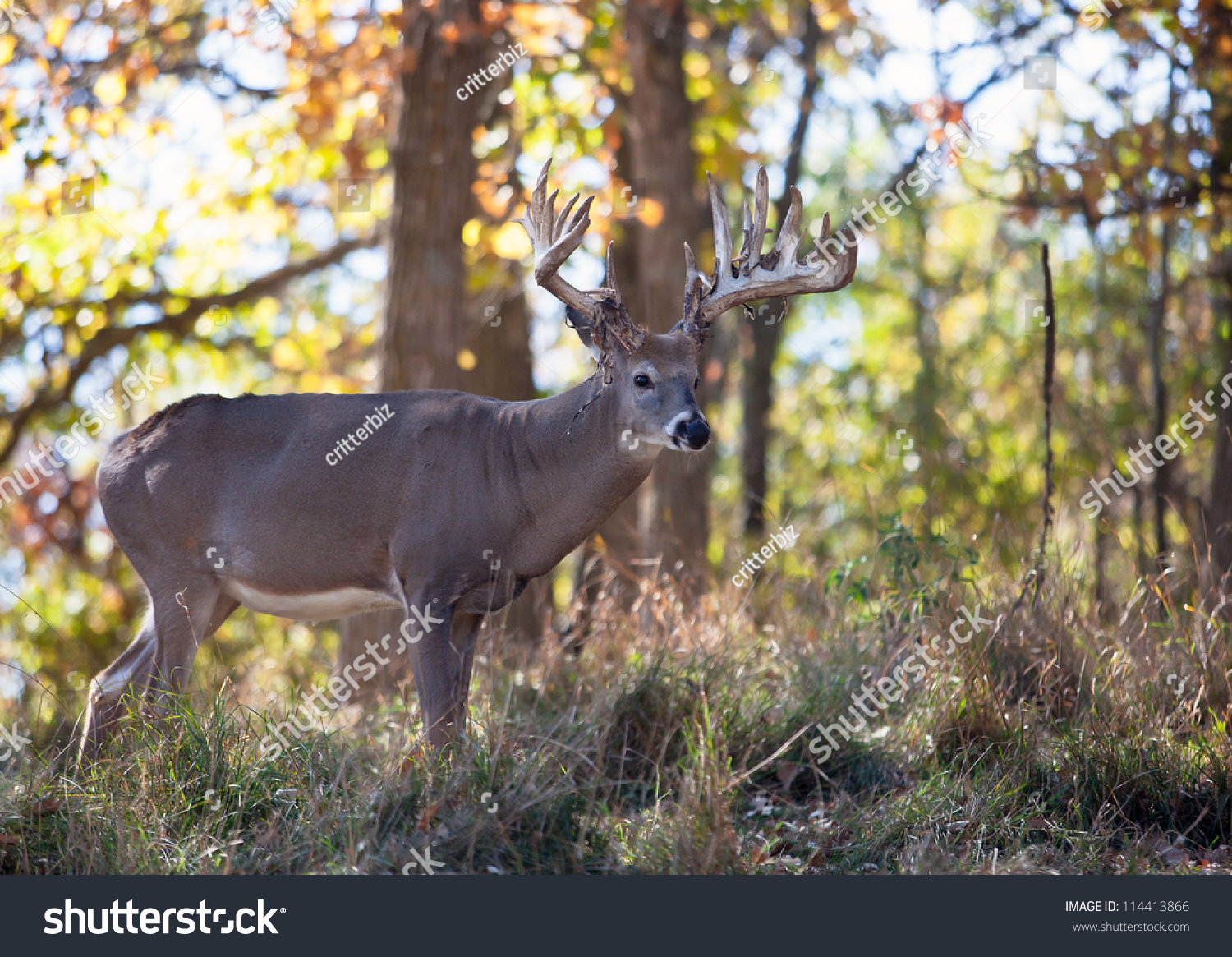 Profile Image Of A Trophy Whitetail Deer Buck, In The Afternoon Autumn ...