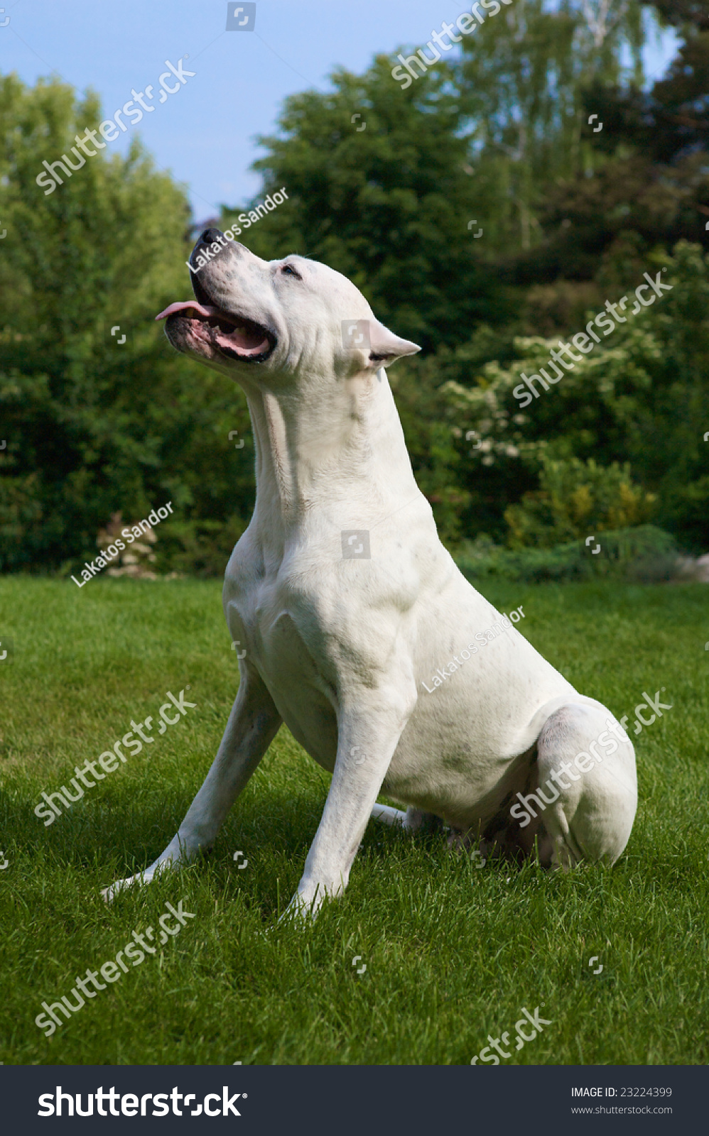 Profile Pure White Argentinian Pit Bull Stock Photo 23224399 - Shutterstock