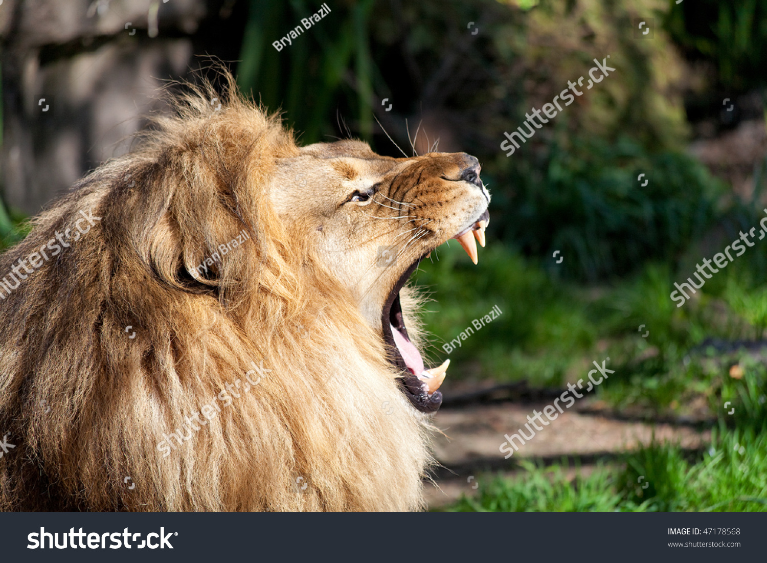 Profile African Lion Showing Teeth Stock Photo Edit Now