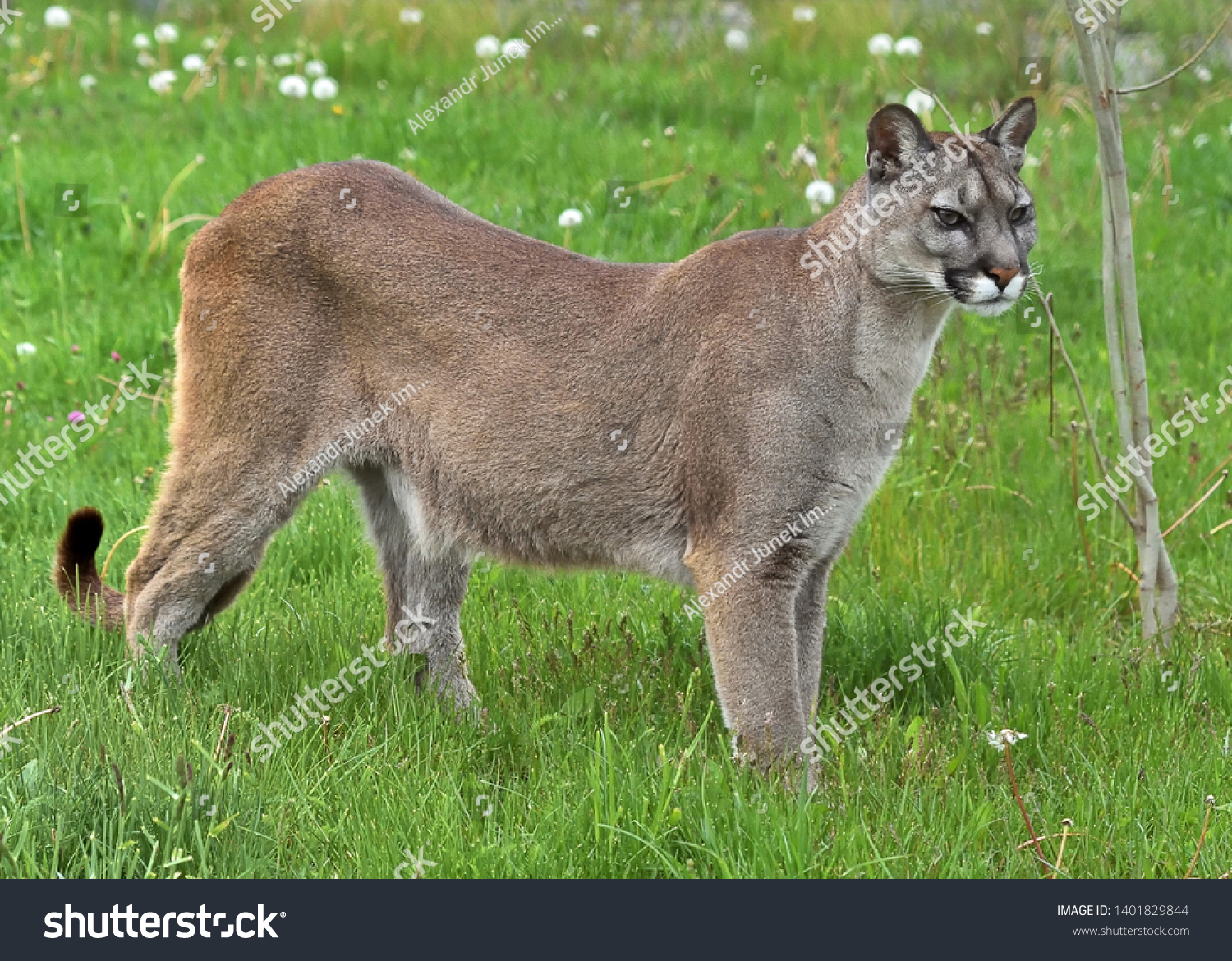 biggest puma