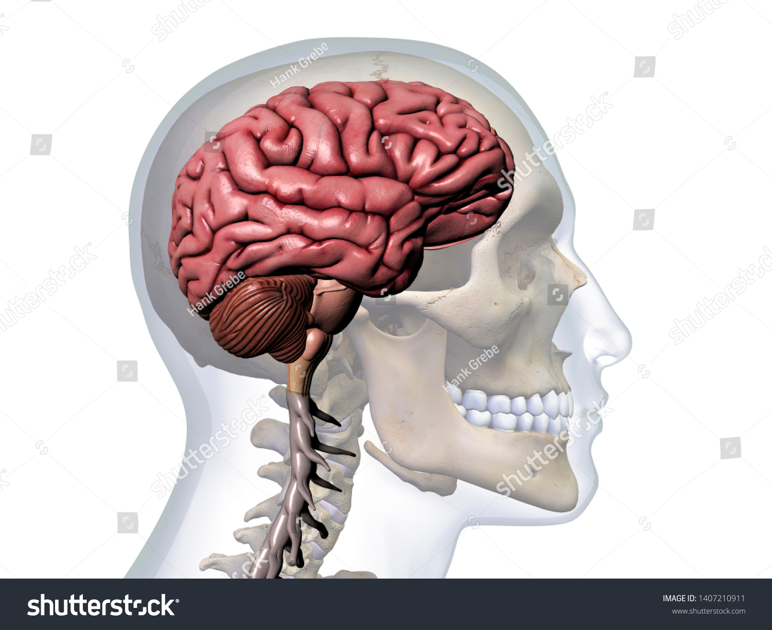 Profile Man Transparent Skull Brain Spinal Stock Illustration ...