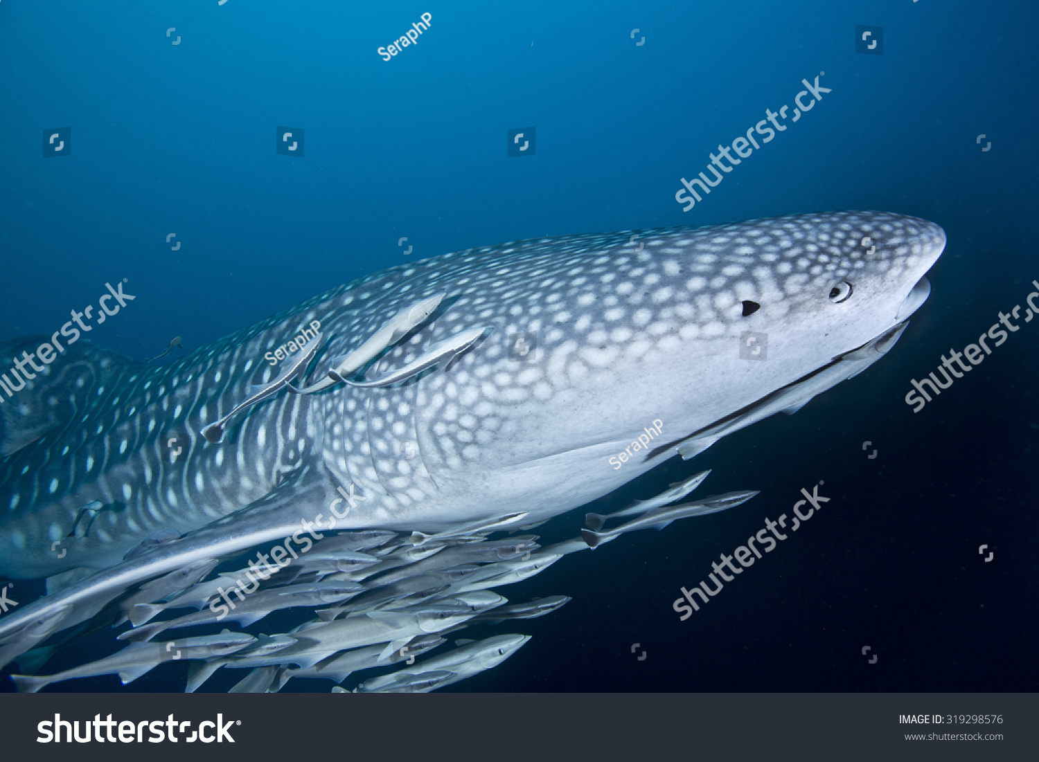 Profile View Large Juvenile Whale Shark Stock Photo Edit Now 319298576