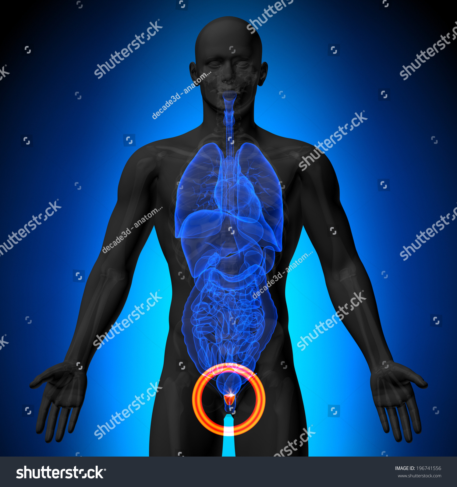 Prostate - Male Anatomy Of Human Organs Stock Photo 196741556 ...