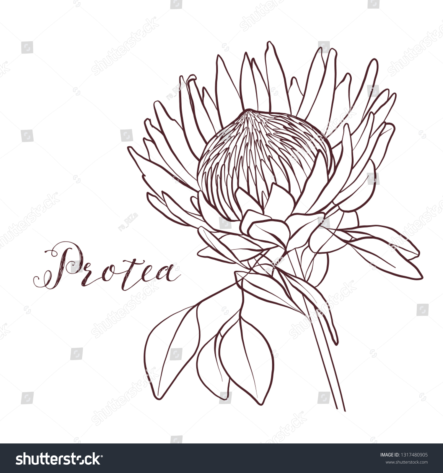 Protea Monochrome Botany Clipart On White Stock Illustration 1317480905 ...