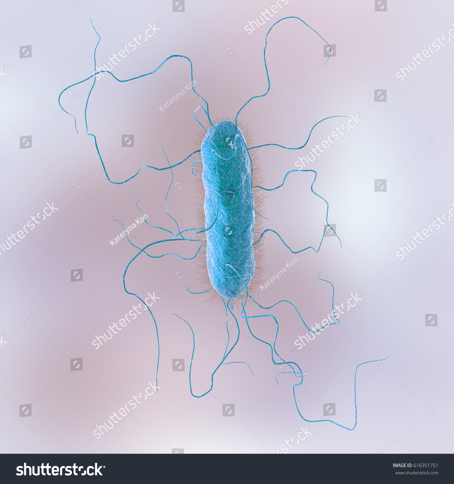 bacteria proteus vulgaris Proteus vulgaris is a rod-shaped gram-negative chemoheterotroph bacterium the size of individual cells varies from 04~06μm by 12~25μm p vulgaris possesses peritrichous flagella, making it actively motile. bacteria proteus vulgaris Proteus vulgaris is a rod-shaped gram-negative chemoheterotroph bacterium the size of individual cells varies from 04~06μm by 12~25μm p vulgaris possesses peritrichous flagella, making it actively motile.
