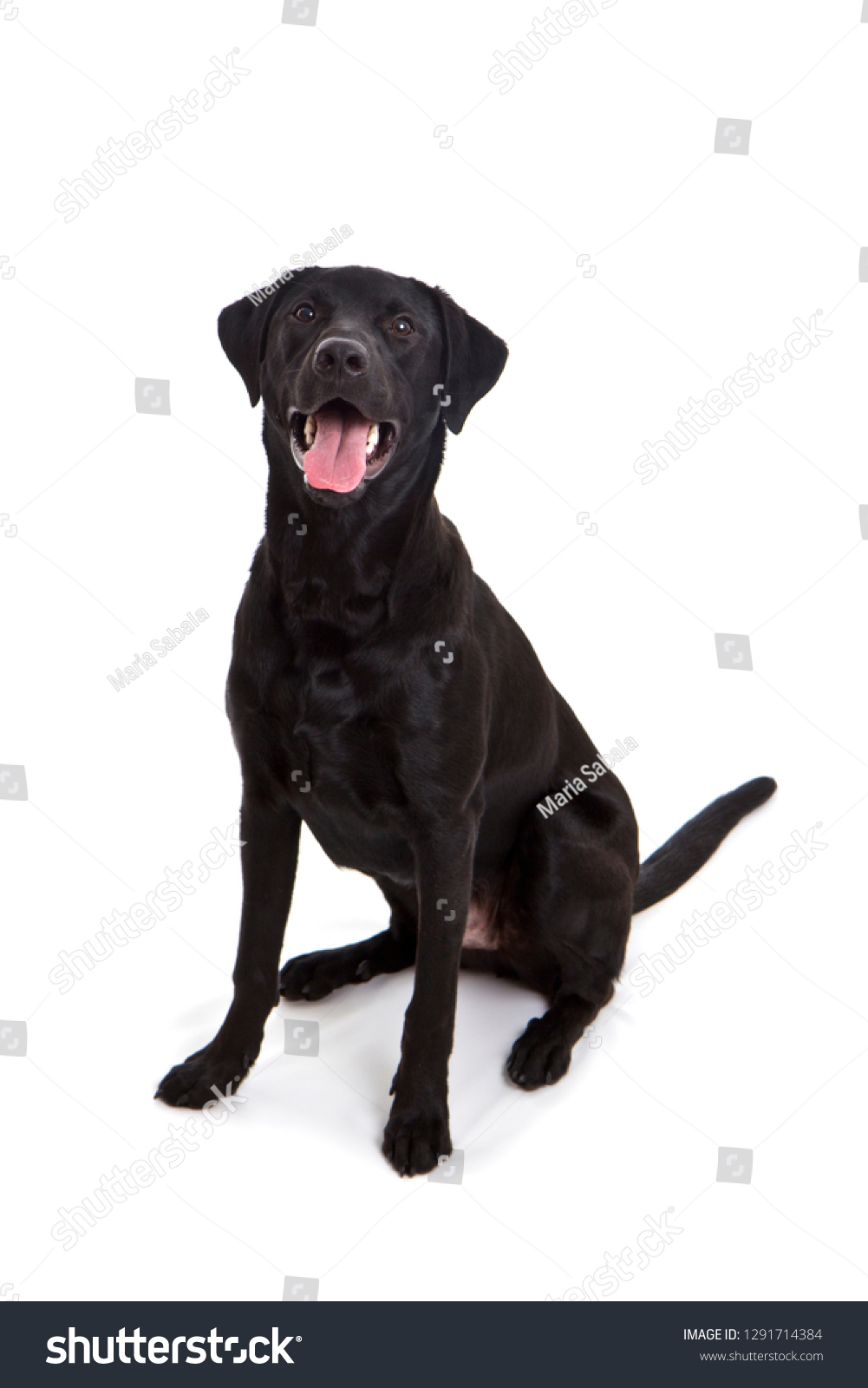 16,562 Happy black lab Images, Stock Photos & Vectors | Shutterstock