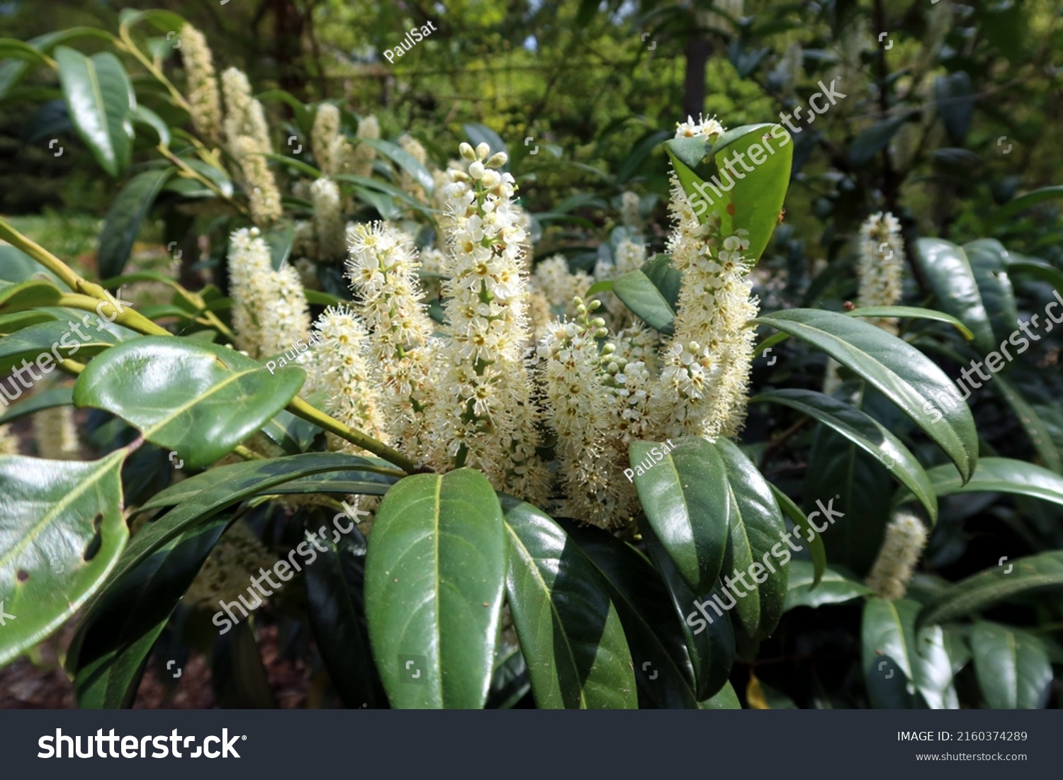 Prunus Laurocerasus Known Cherry Laurel Common Stock Photo 2160374289 ...