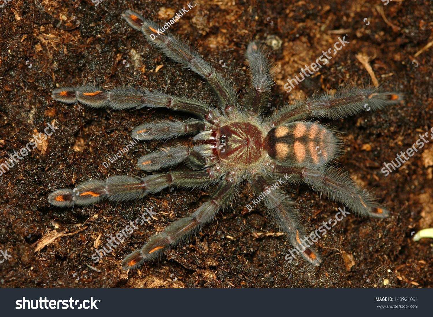 Psalmopoeus Irminia - Suntiger Tarantula Stock Photo 148921091 ...