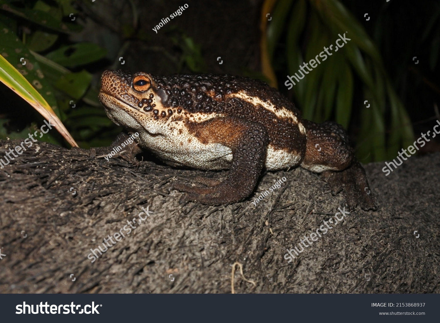 94 Toad suck Images, Stock Photos & Vectors | Shutterstock