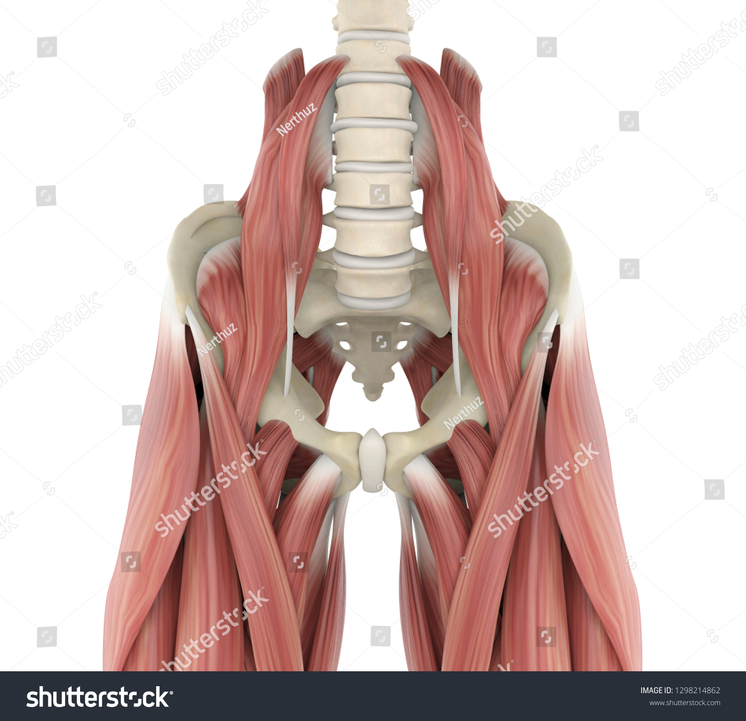 Psoas Muskeln Anatomie 3d Rendering