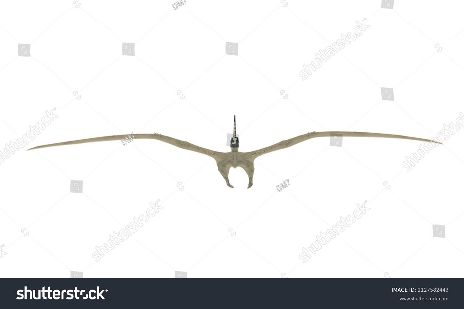 Pteranodon Flying White Background Rear View Stock Illustration ...