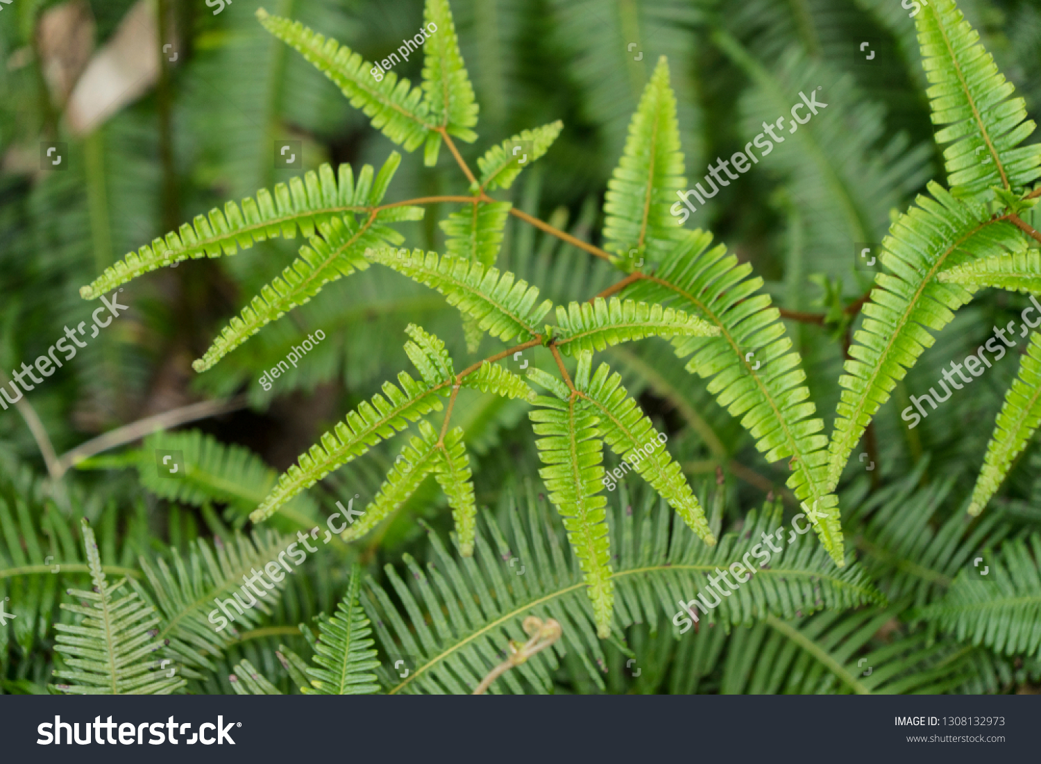 Pteridophyta Fieldfern Stock Photo 1308132973 | Shutterstock