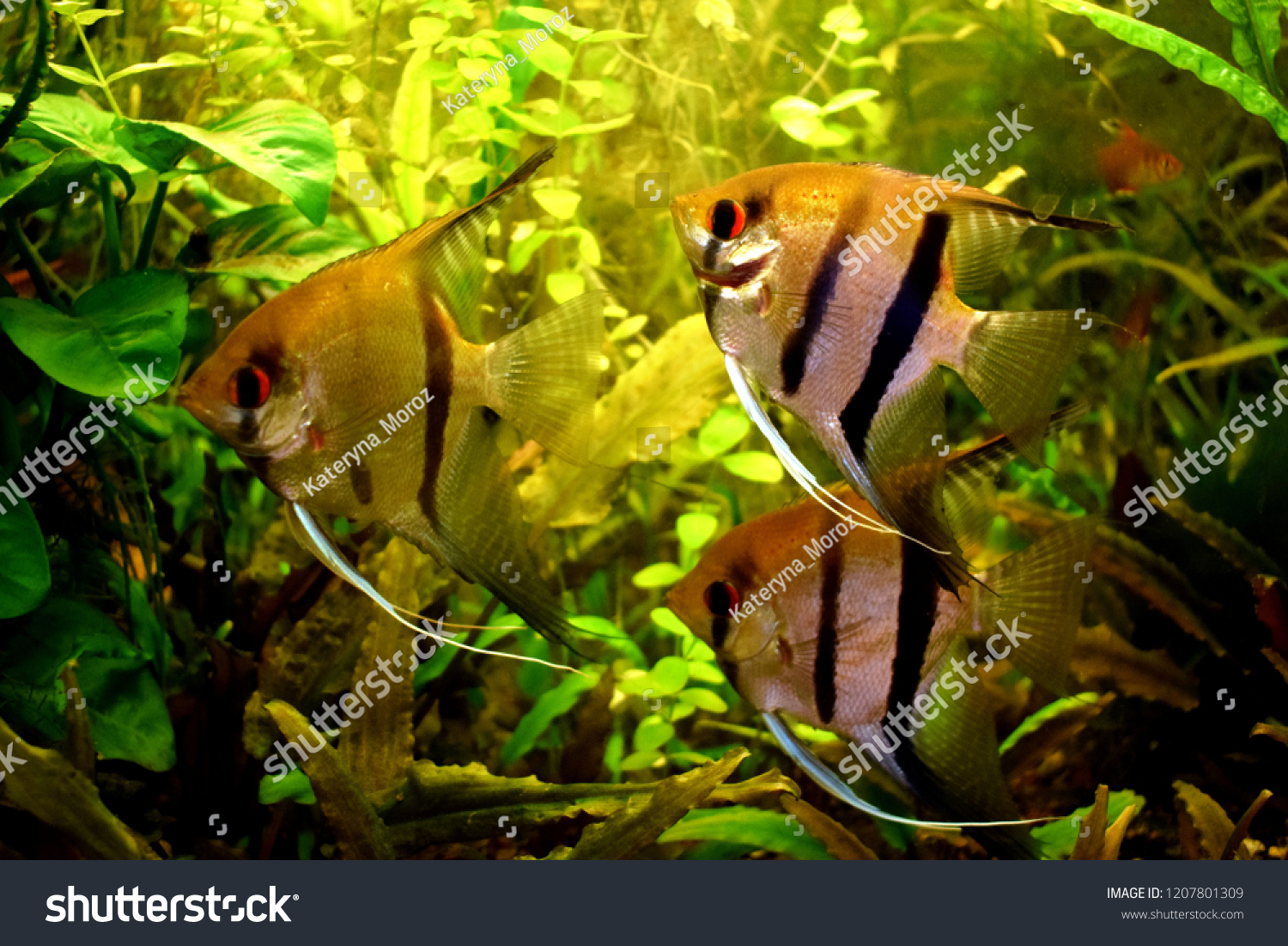 Pterophyllum Small Genus Freshwater Fish Family Stock Photo 1207801309 