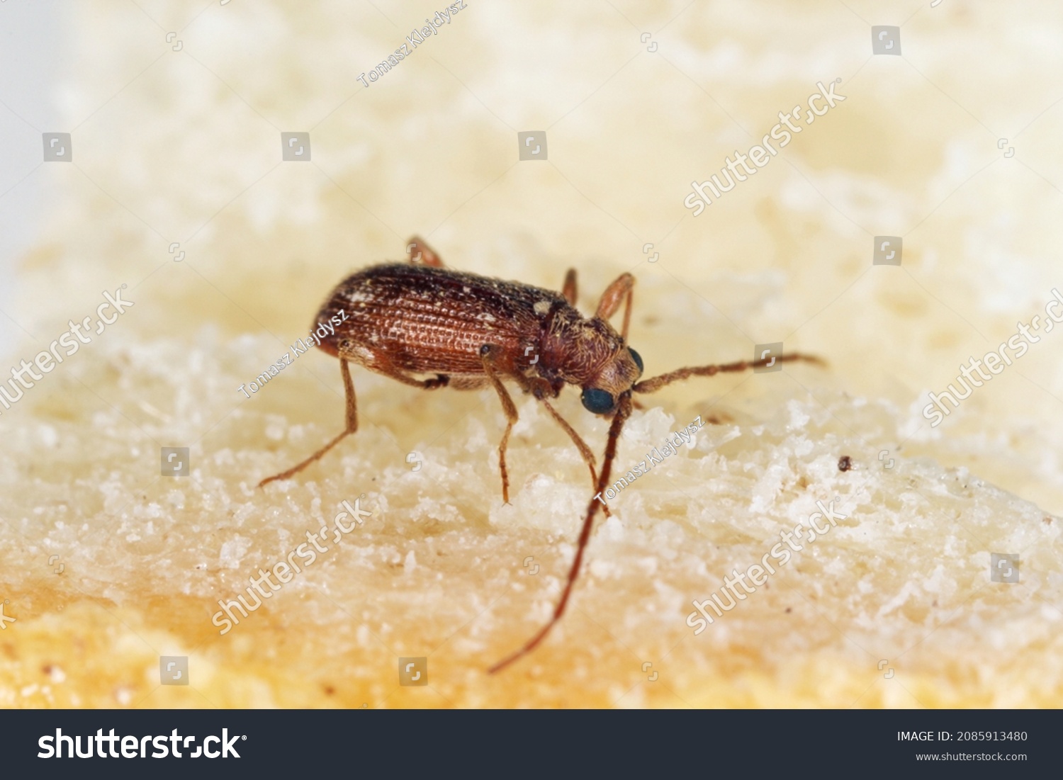 841 Fur beetle Images, Stock Photos & Vectors | Shutterstock