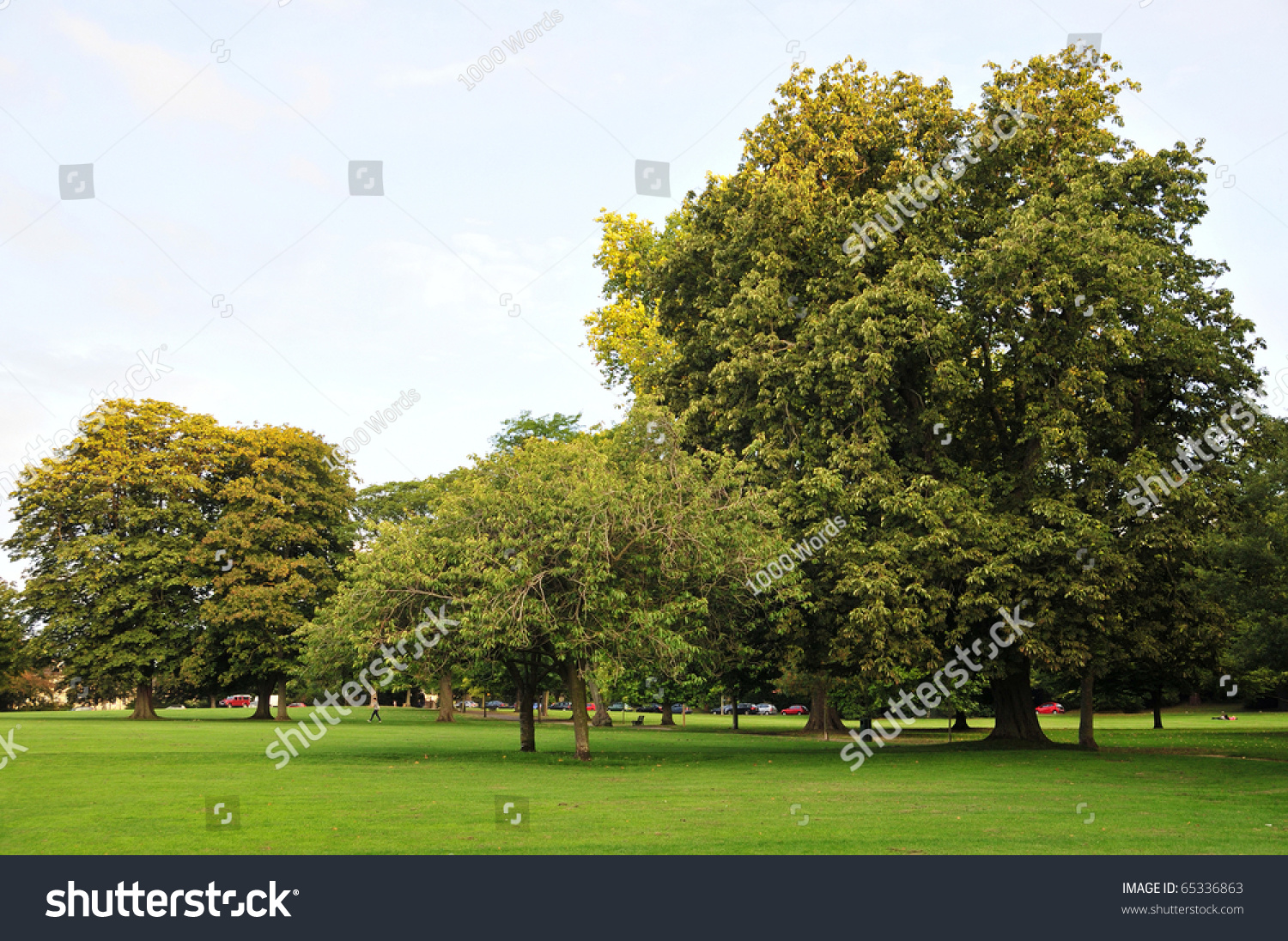 Public Park With Mature Trees And Lots Of Green Open Space Stock Photo ...