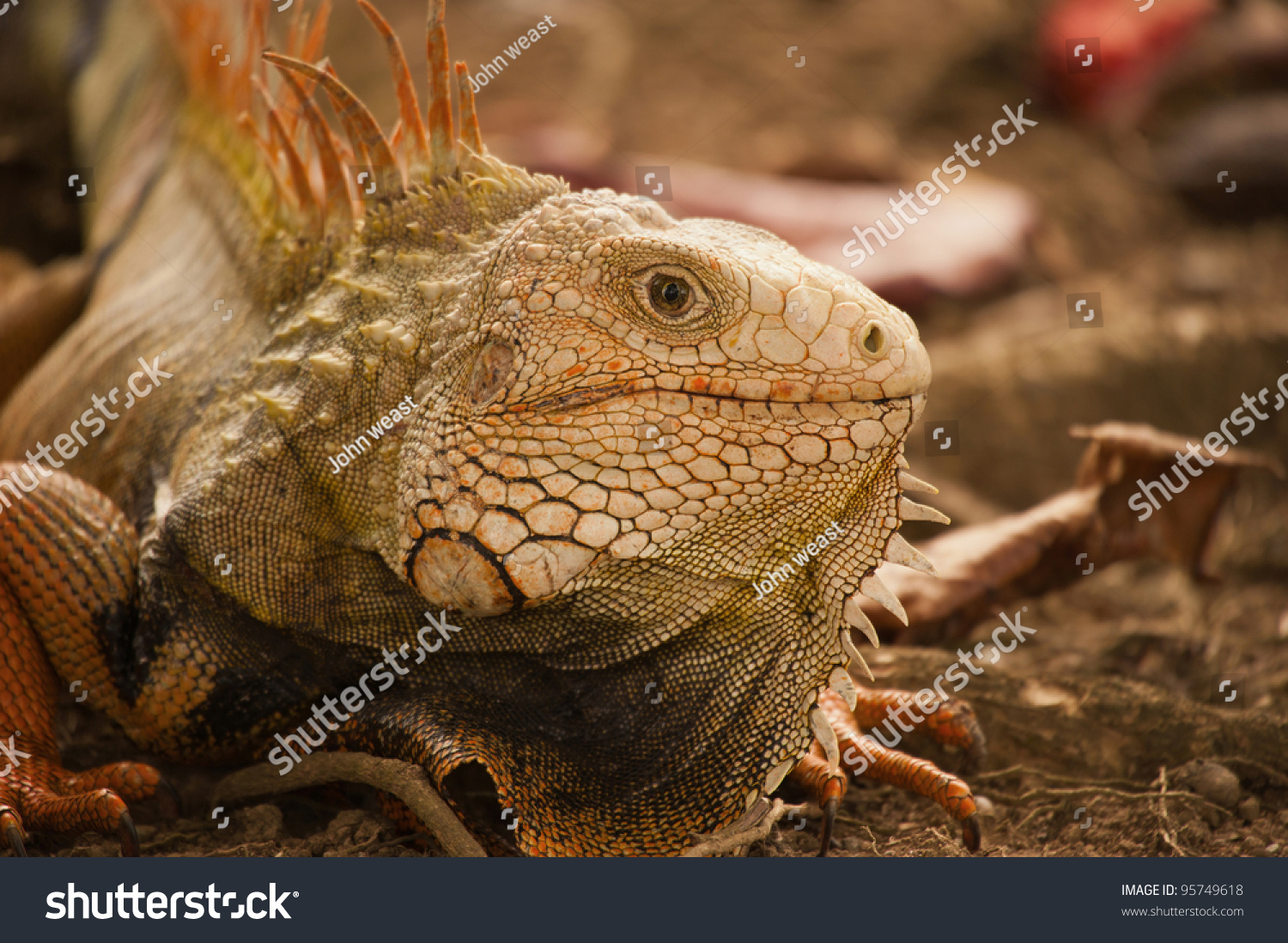 Puerto Rican Iguana Stock Photo 95749618 : Shutterstock