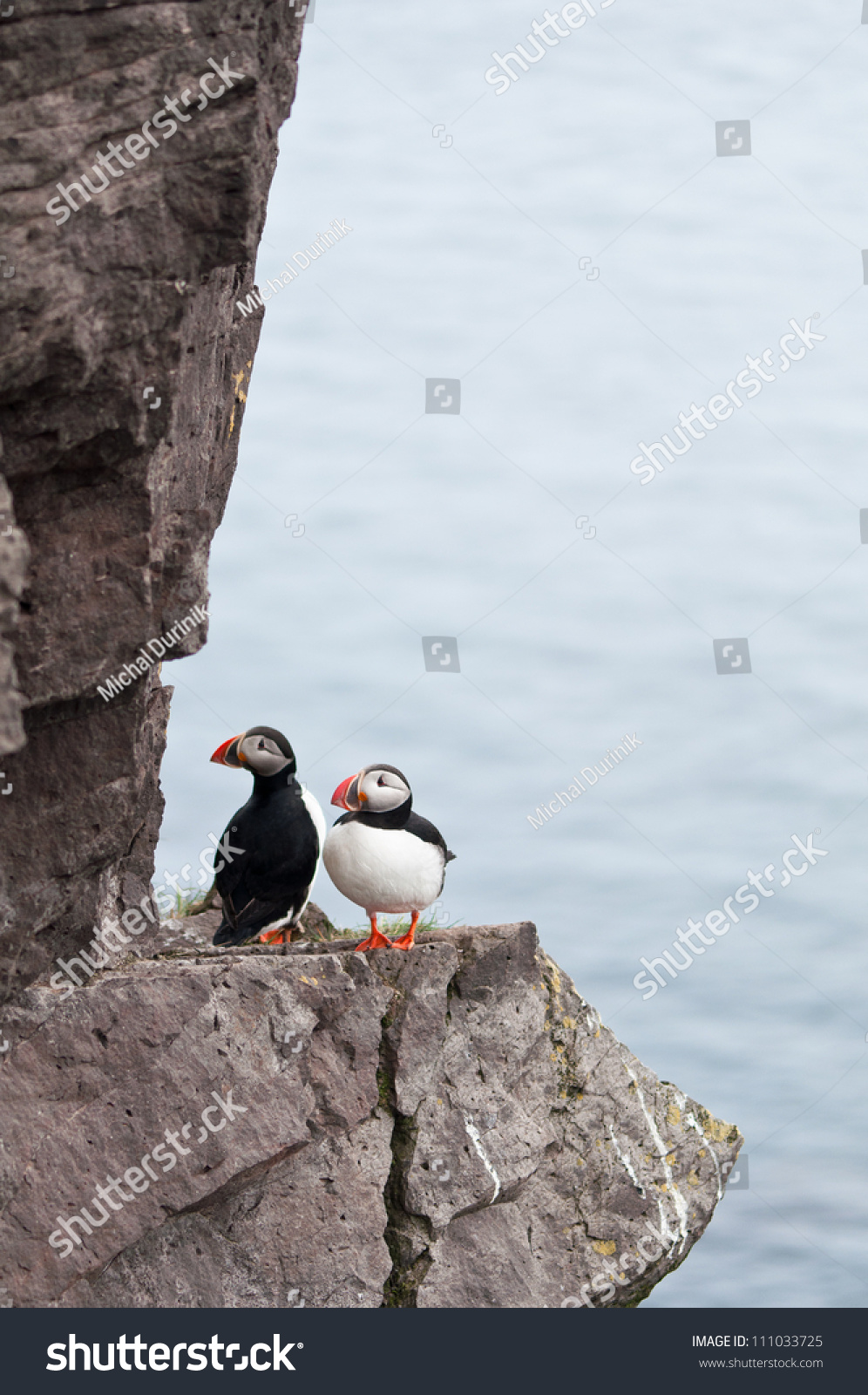 Puffin Birds Living Their Daily Lives On The Cliffs Of Iceland Stock ...