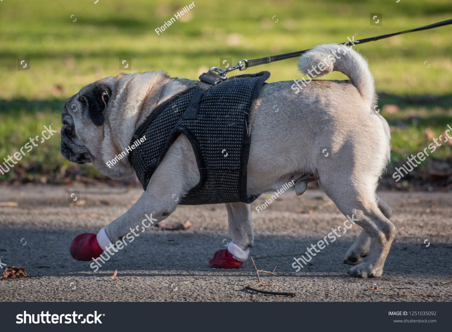 pug booties