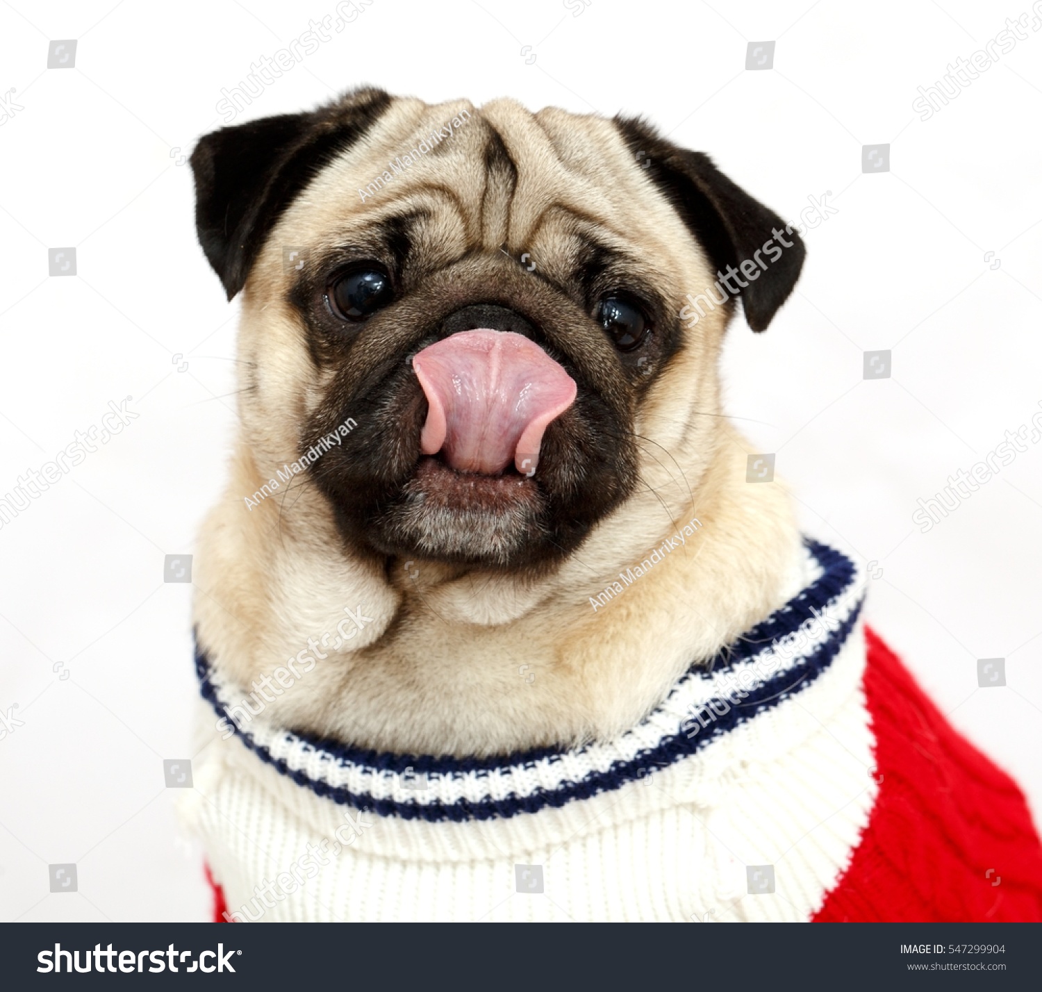 Isolated Pug in a Christmas suit Christmas time New Year Portrait od dog in the Santa suit