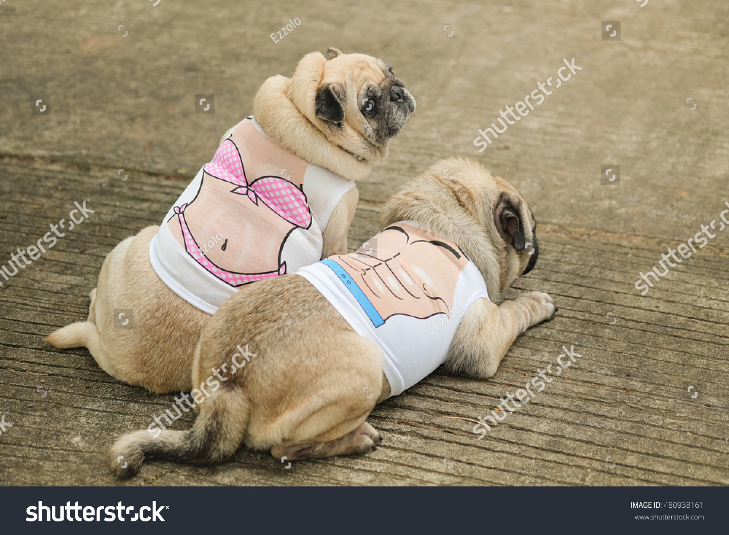 Bikini Pug