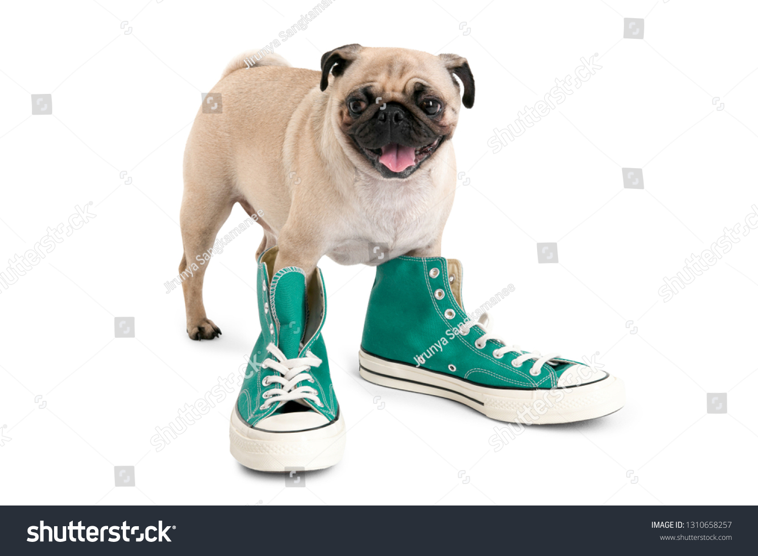 pug dog shoes