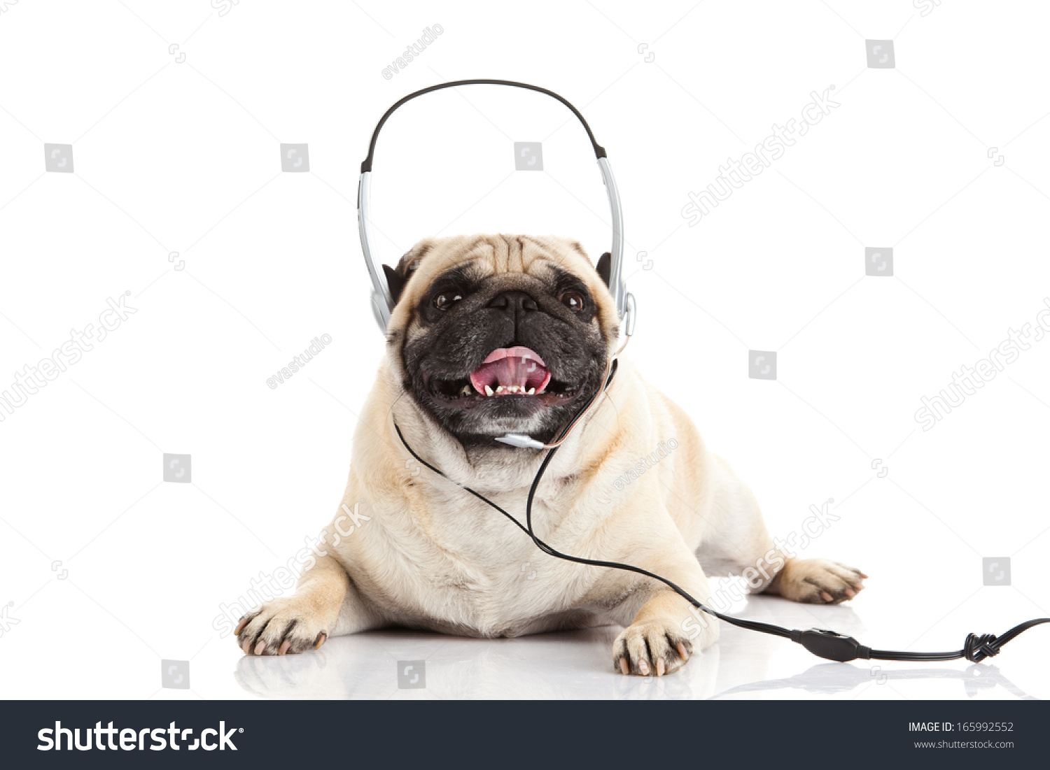 Pug Dog Headphone Isolated On White Stock Photo 165992552 - Shutterstock