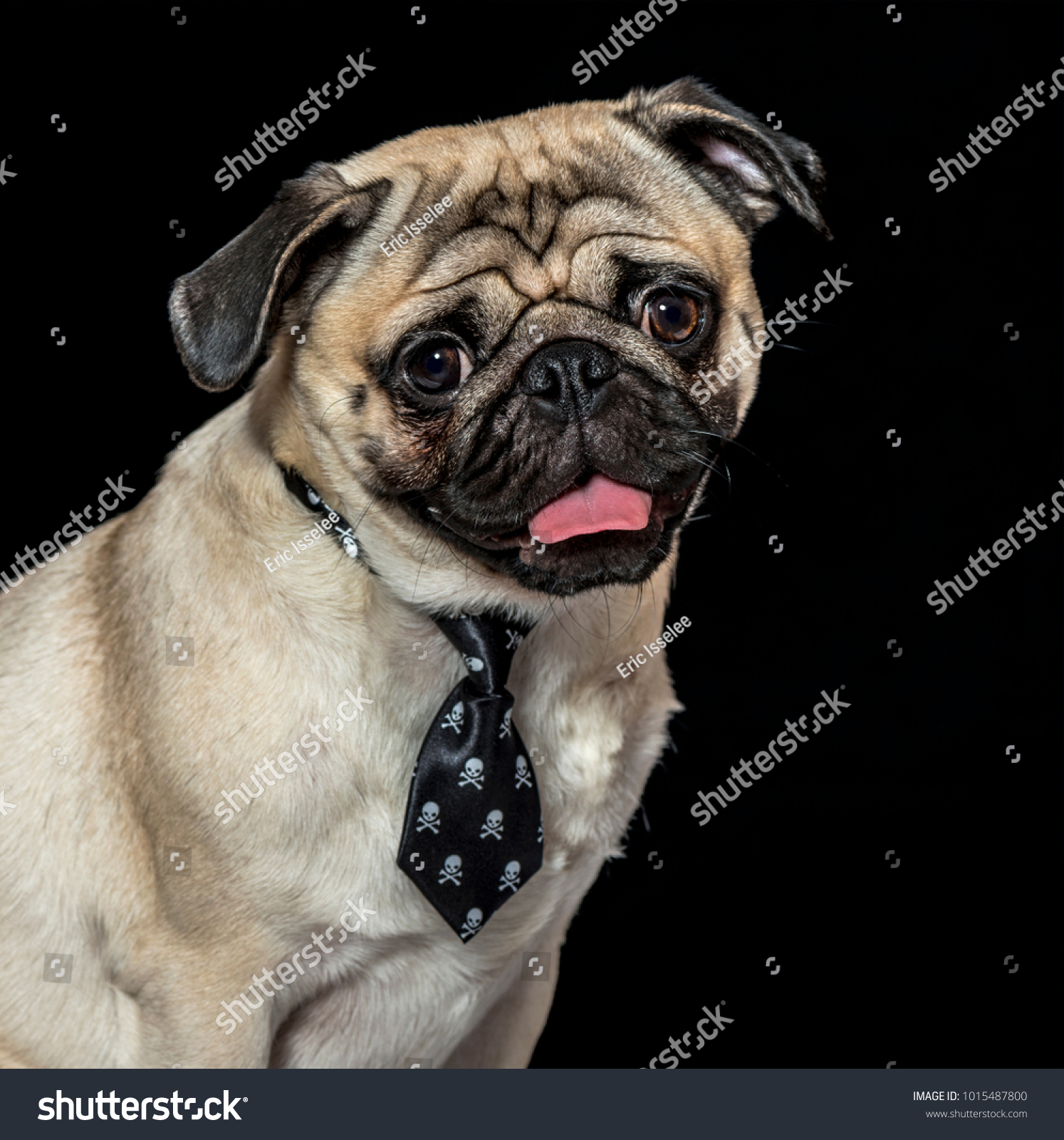 Isolated Pug in a Christmas suit Christmas time New Year Portrait od dog in the Santa suit