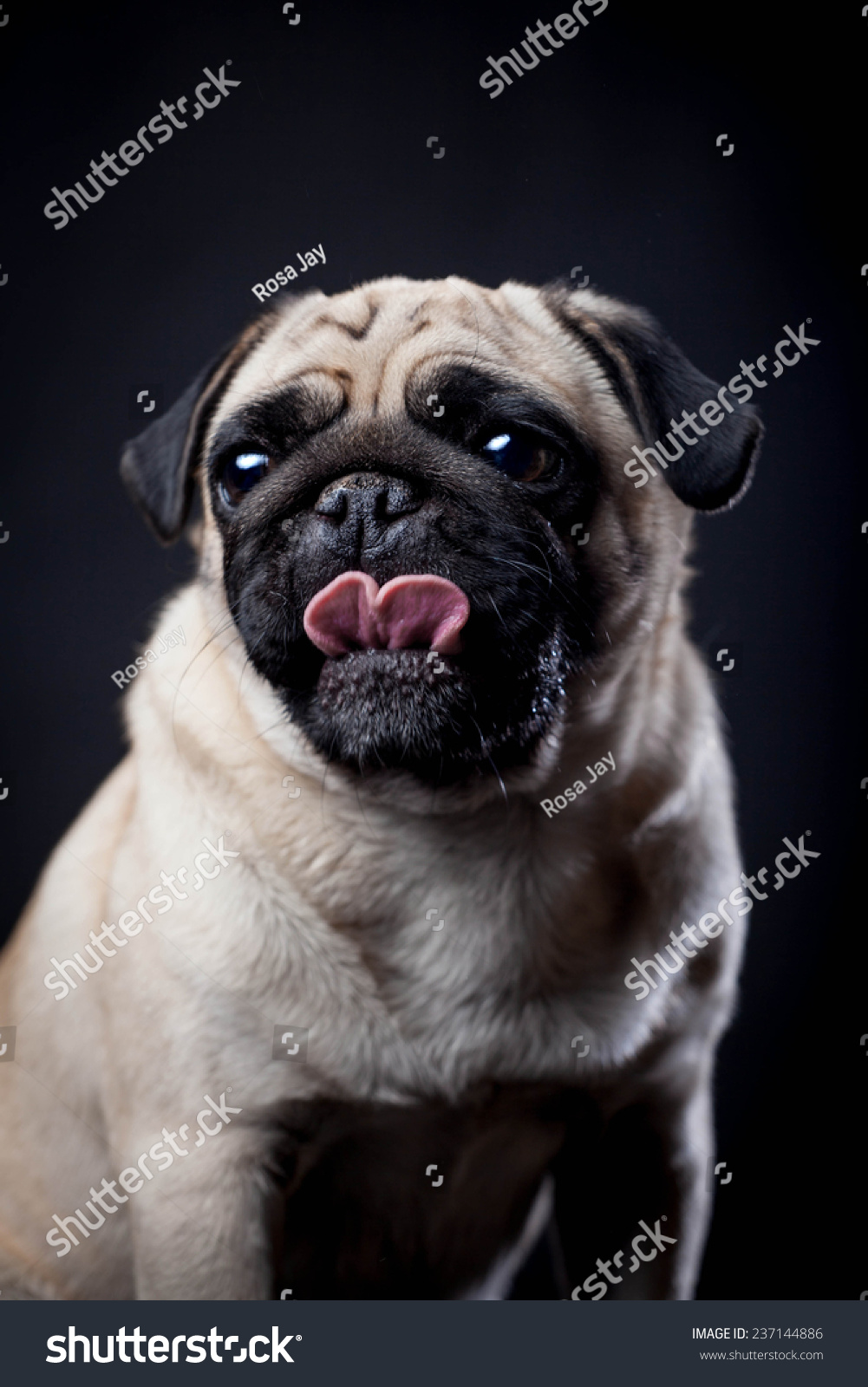 stock photo pug in studio on a black background