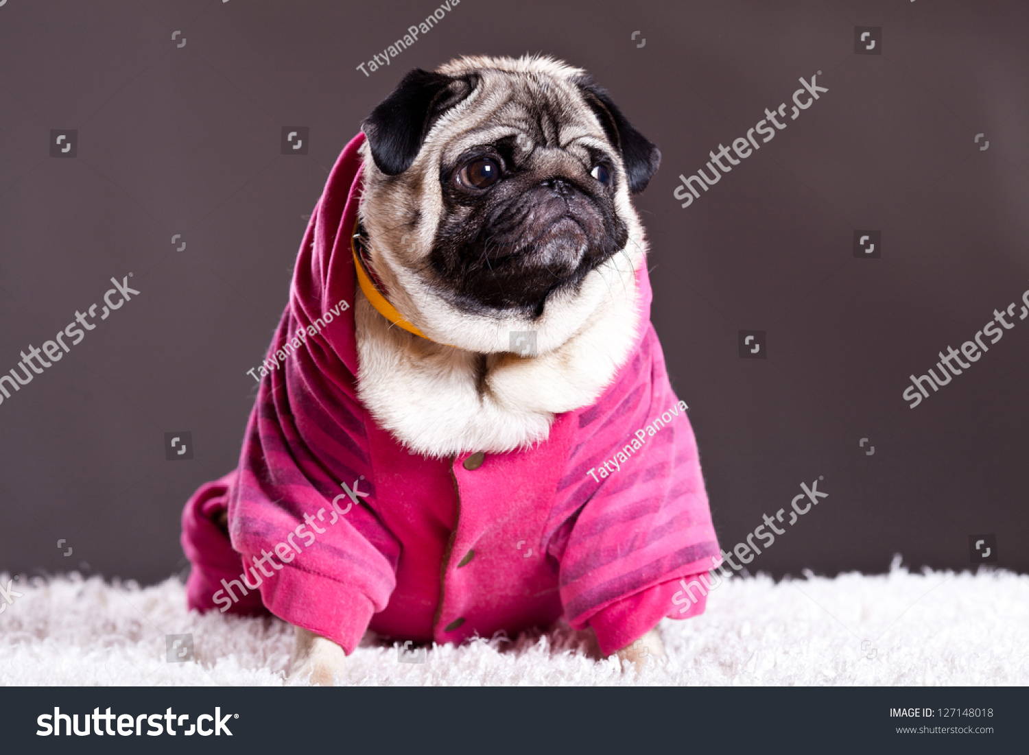 stock photo pug in the sweater and the hood on the gray background