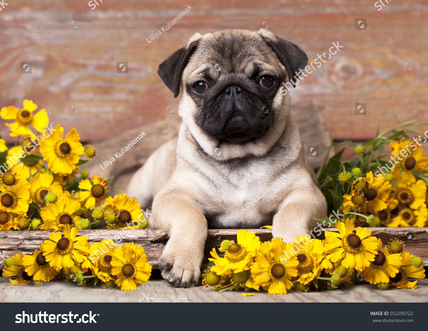 pugs and roses pug puppy flowers stock photo 552290722 pugs and roses pug puppy flowers stock photo 552290722