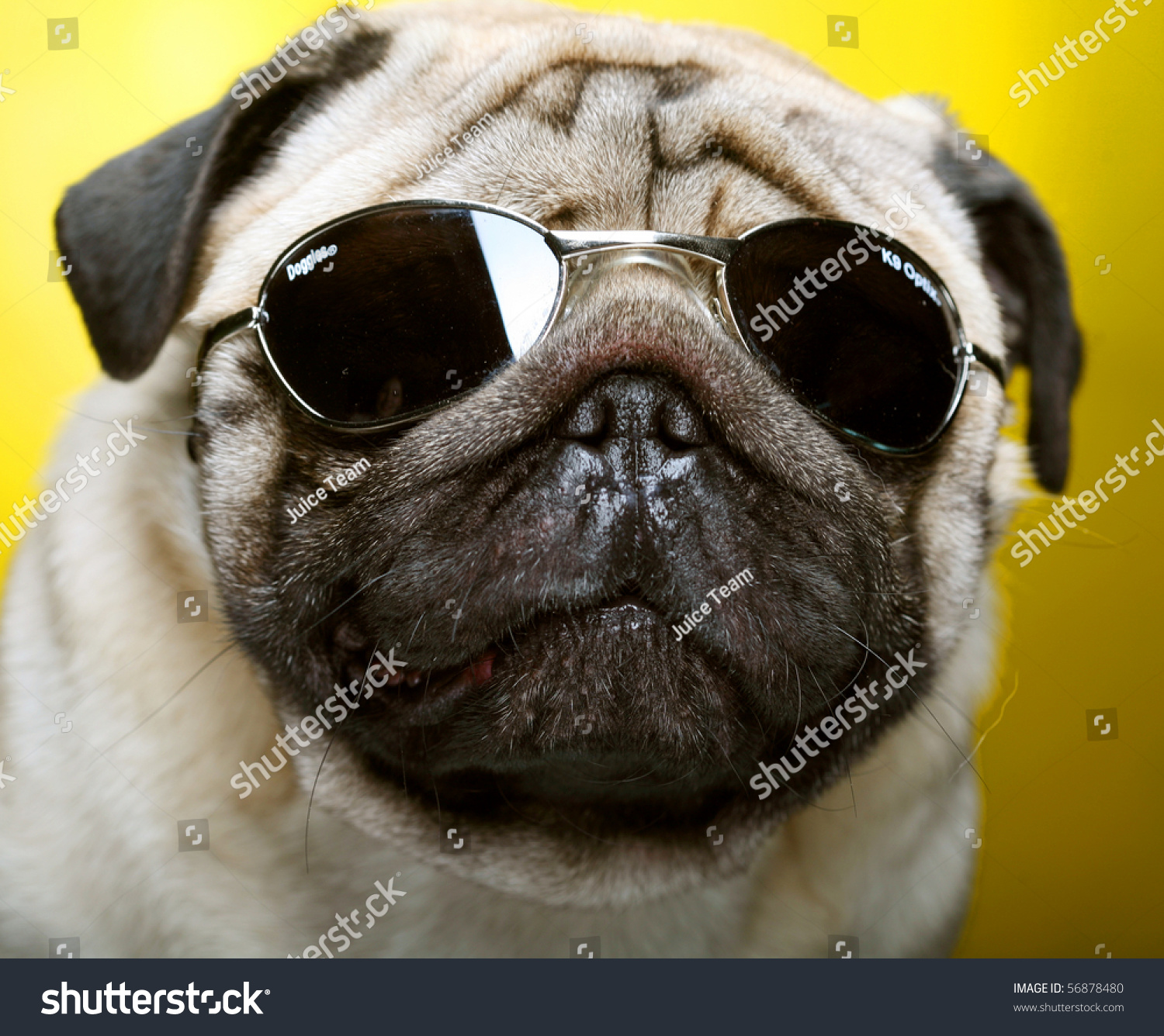 pugs shoots sunglasses