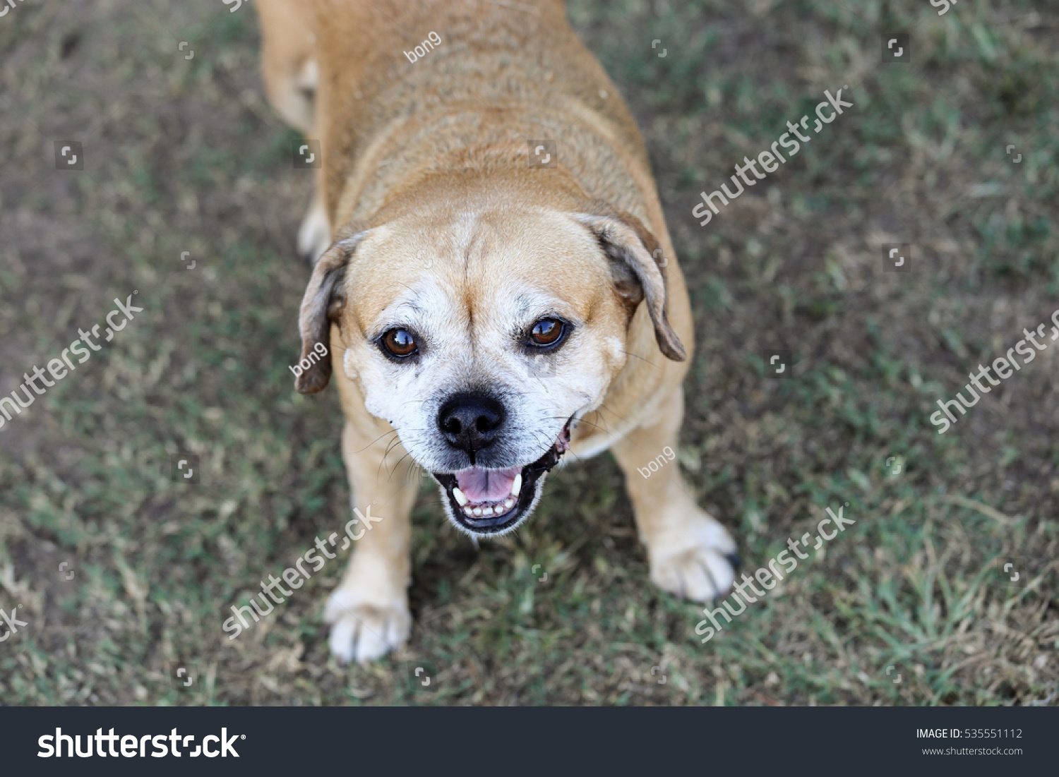 Puggle Mixed Breed Pug Beagle Looking Stock Photo Edit Now 535551112