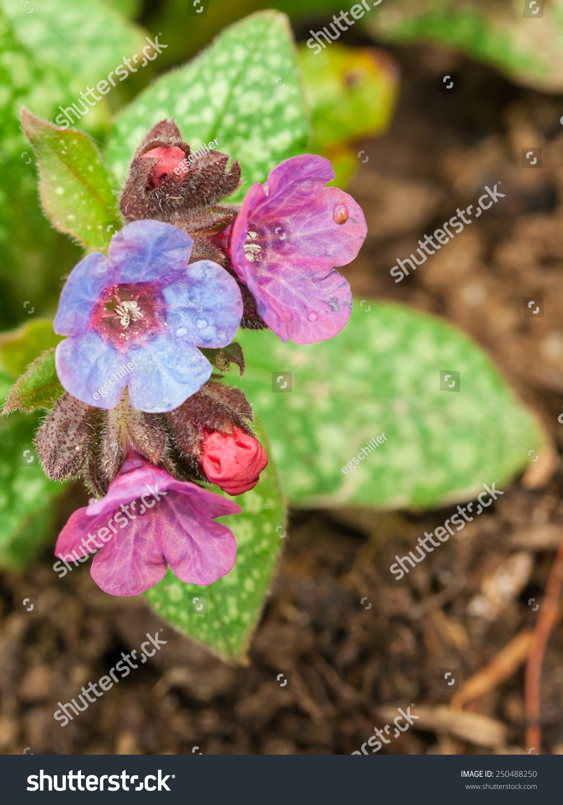 Pulmonaria Pink Blue Flowers Lungwort Spotted Stockfoto 20 ...