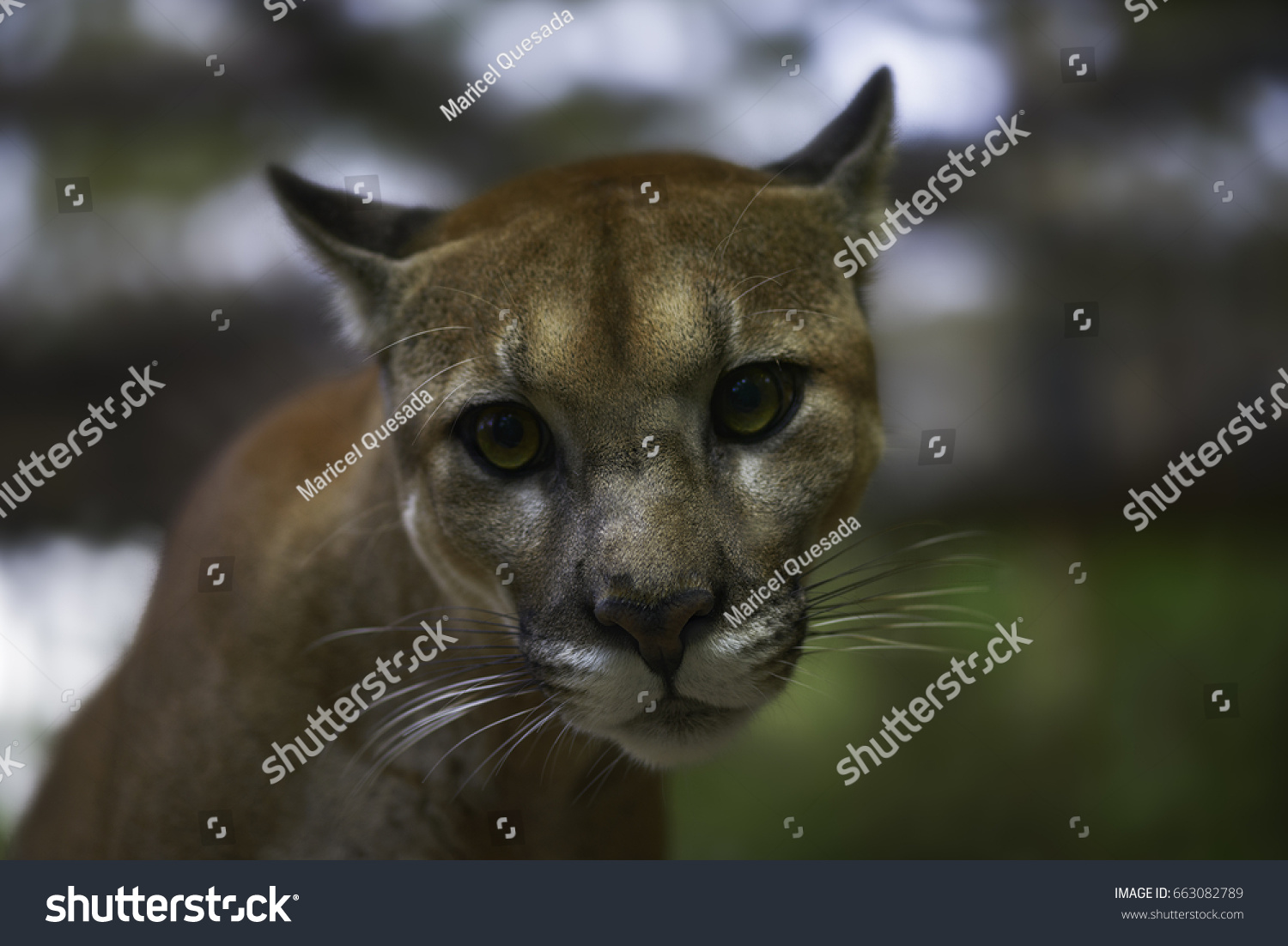 puma big cat