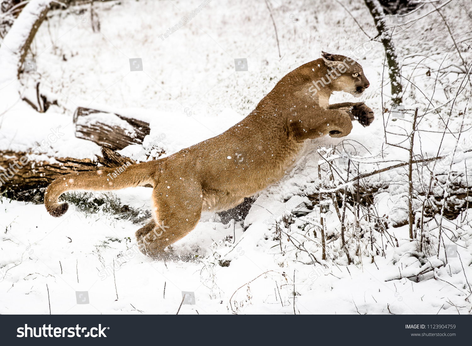 puma jump puma jump