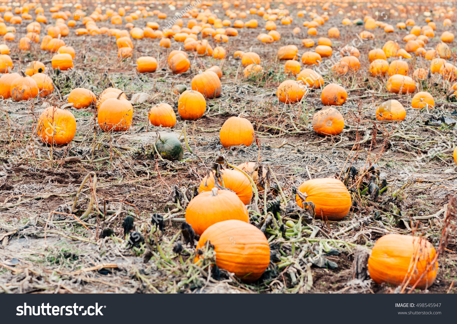 Pumpkins in a pumpkin patch ready for Halloween and Fall harvest | EZ Canvas