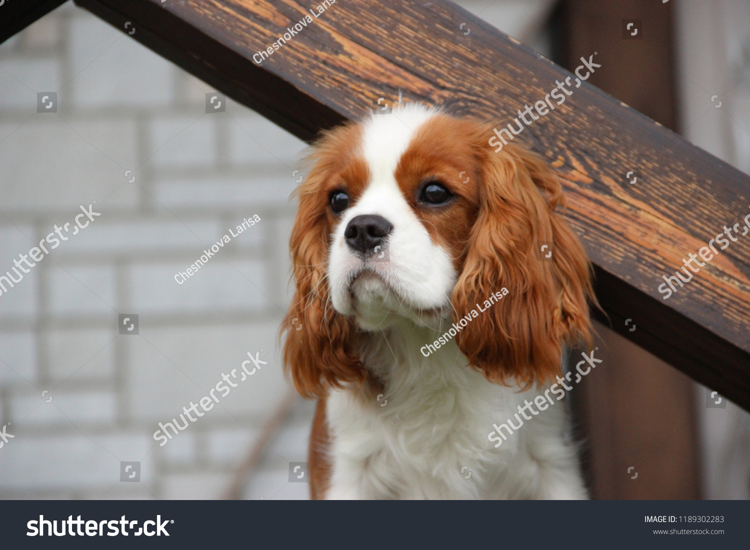 cavalier king charles spaniel cute dogs