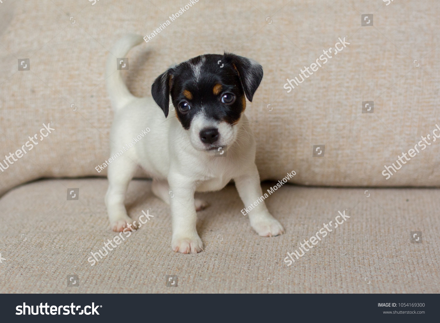 Puppies Jack Russell Terrier Family Dog Stock Photo Edit Now 1054169300