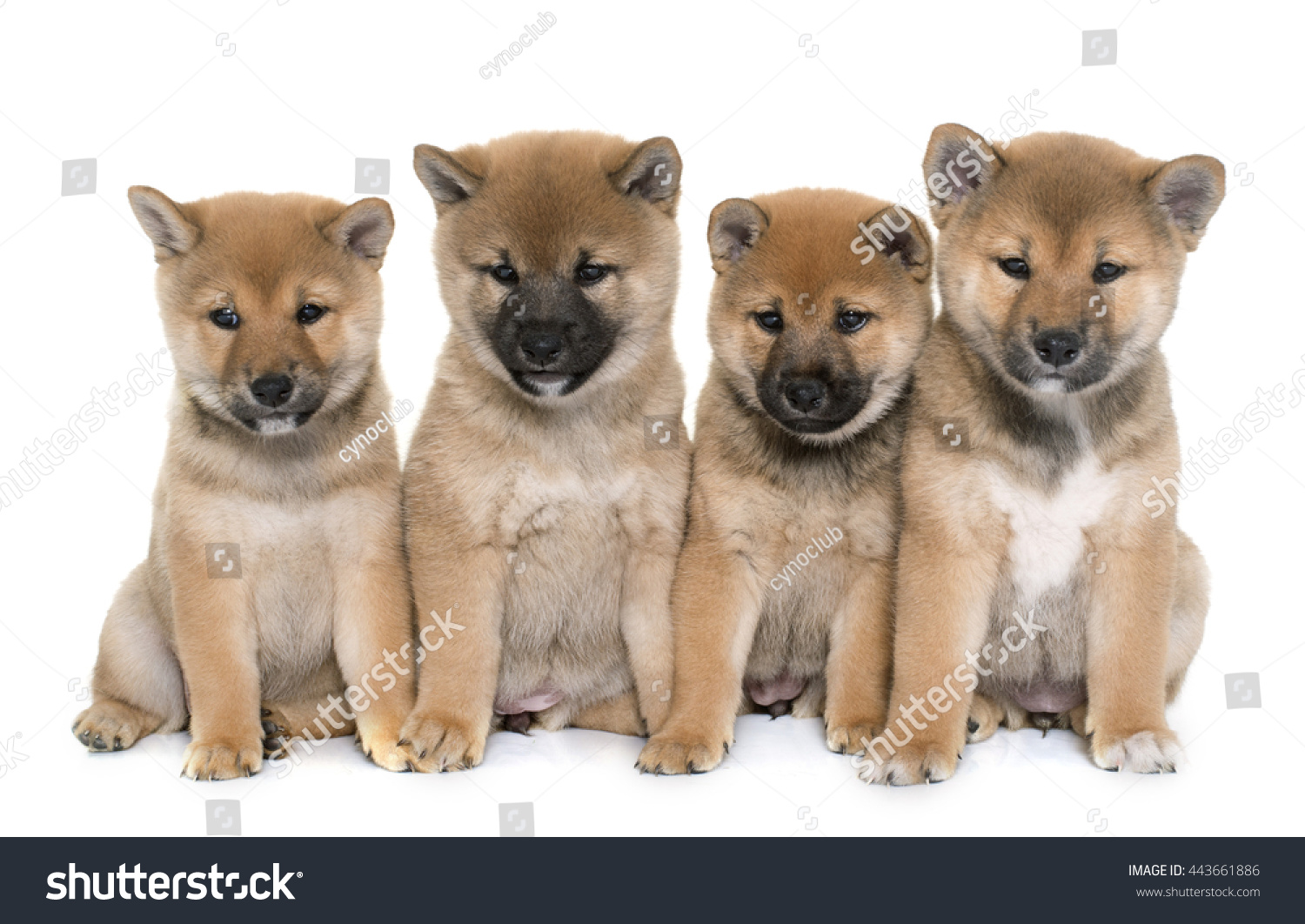 Puppies Shiba Inu In Front Of White Background Stock Photo 443661886