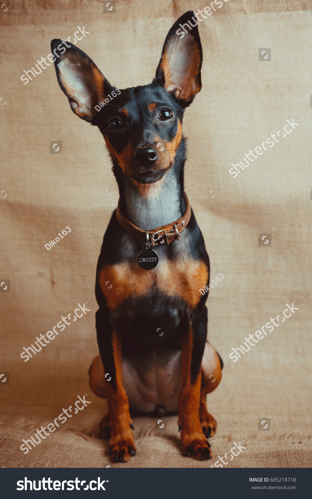 İngiliz Toy Terrier İngiliz Toy Terrier