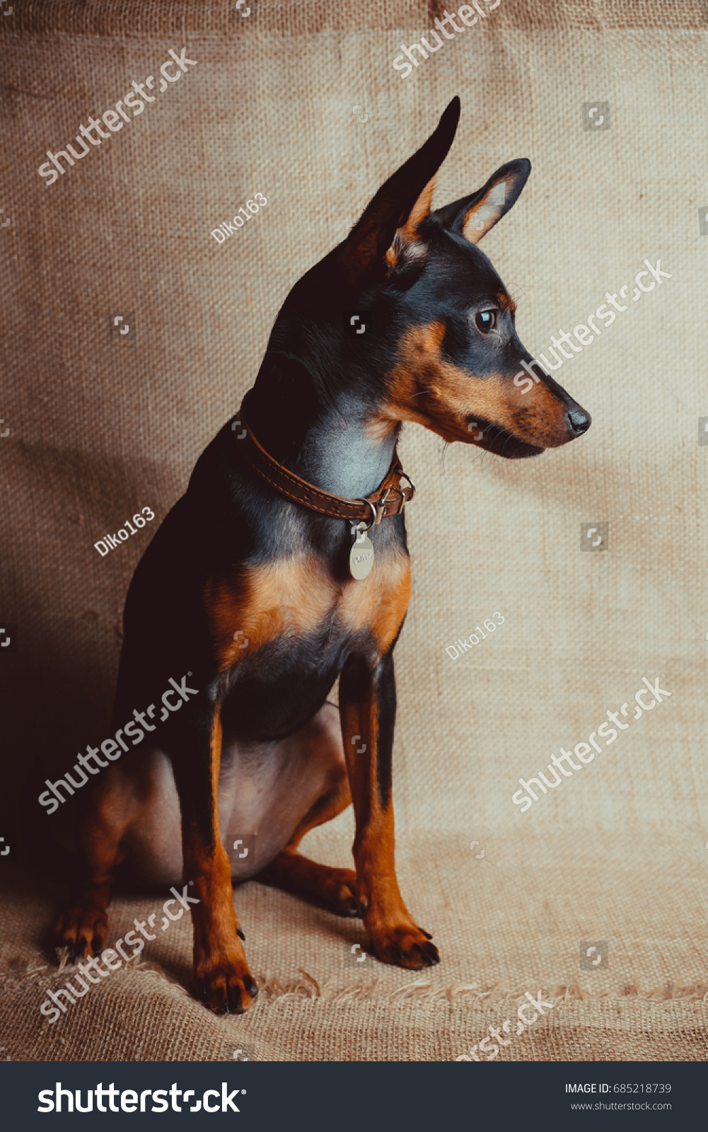 british toy terrier
