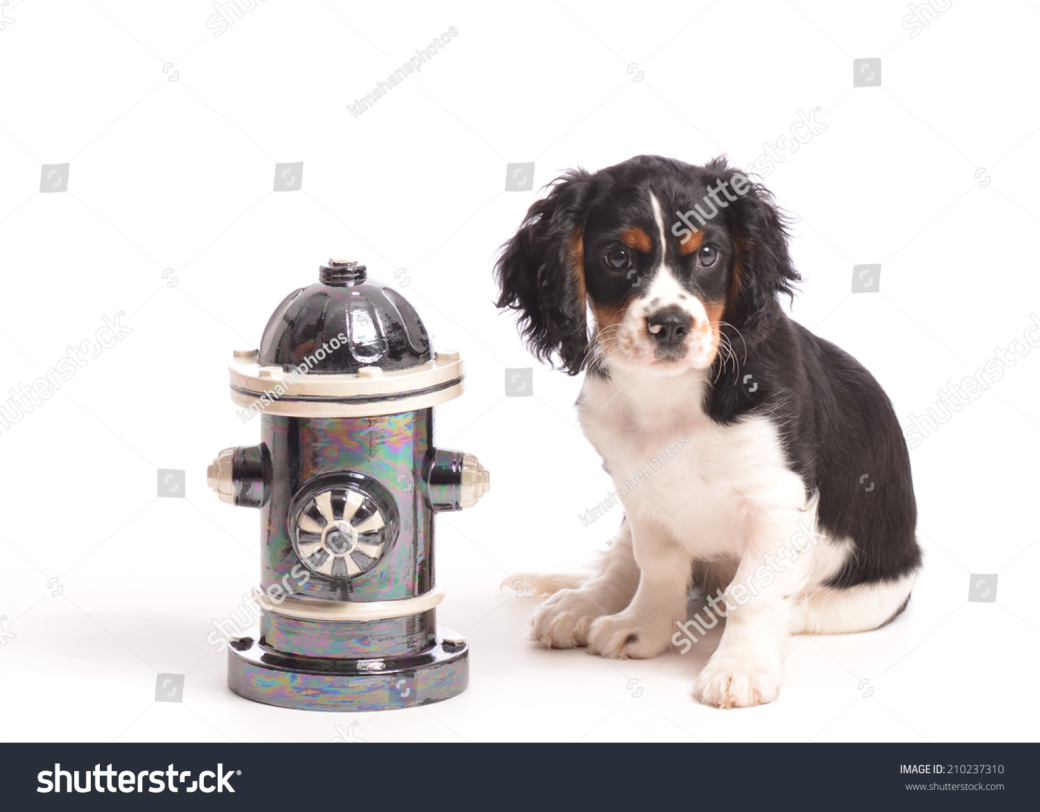 846 Dog And Fire Hydrant Images Stock Photos Vectors Shutterstock   Stock Photo Puppy By Fire Hydrant 210237310 