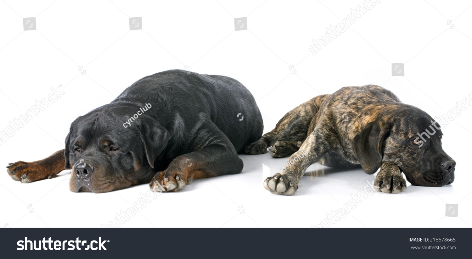 rottweiler cane corso puppies