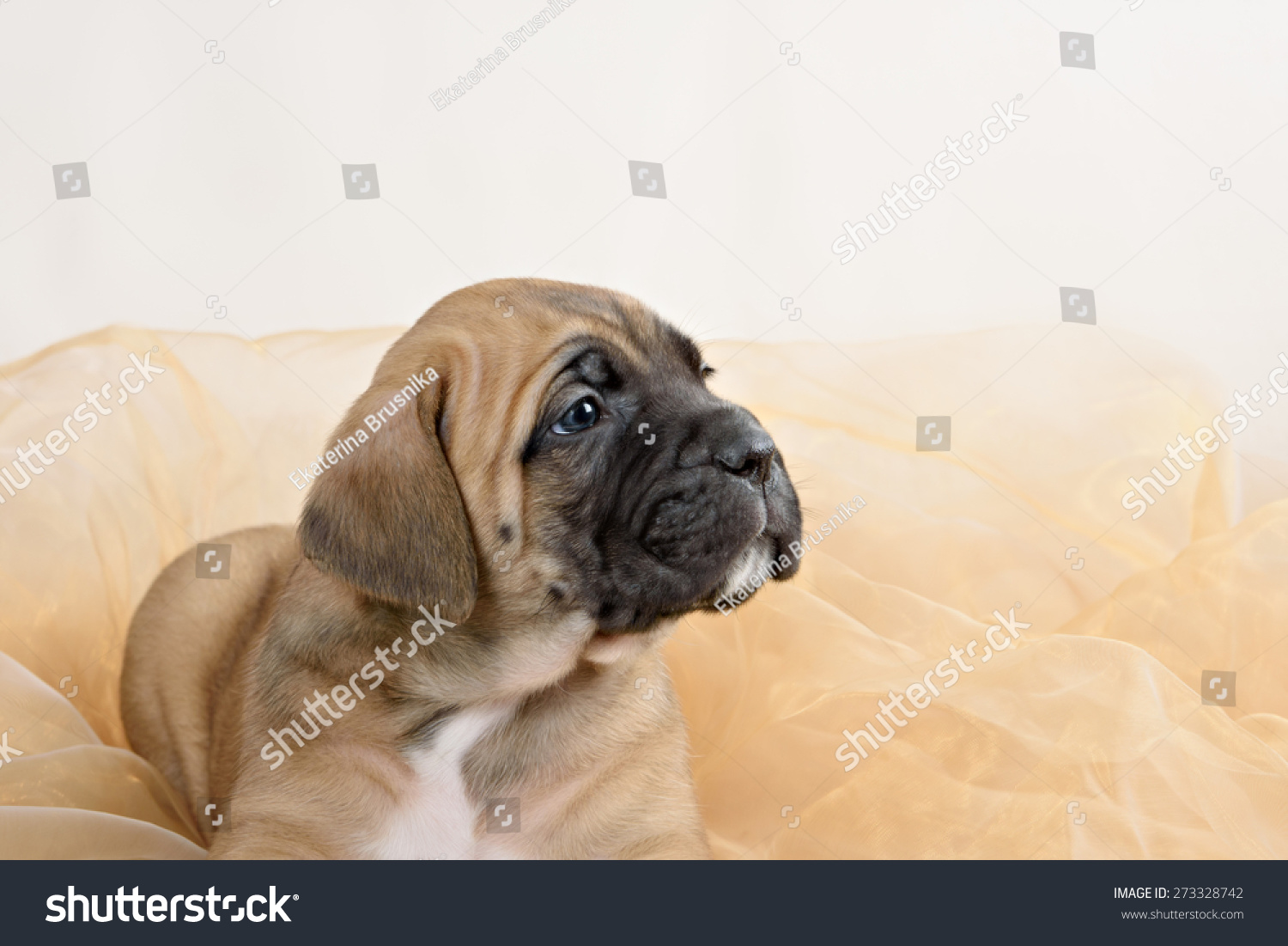 Puppy Cane Corso Fawn Color On Stock Photo Edit Now 273328742