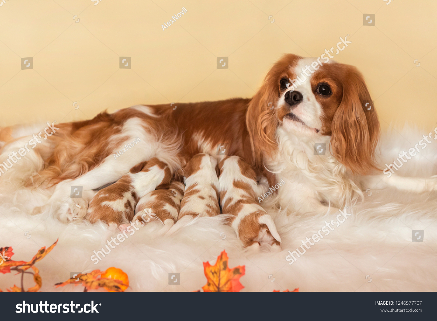 4 month old cavalier king charles spaniel