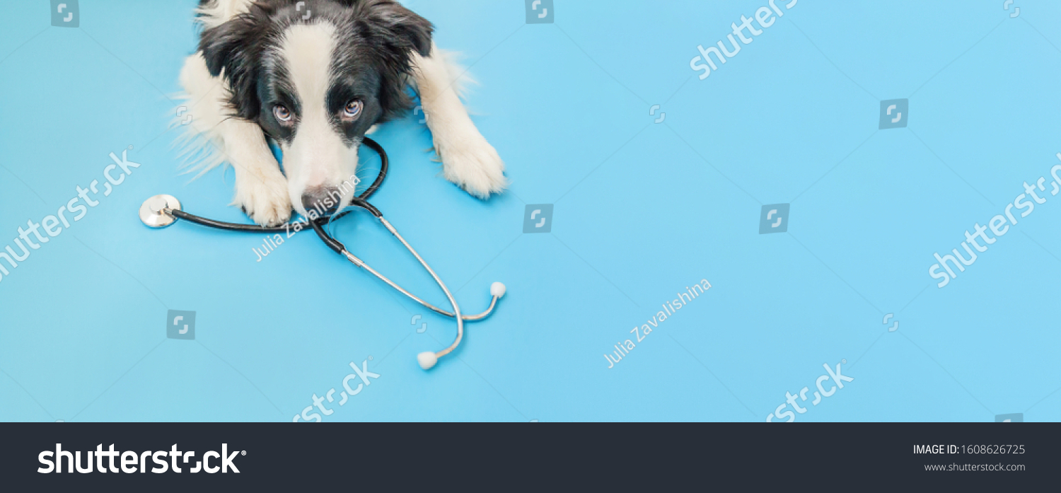 Veterinaire Images, Stock Photos & Vectors 